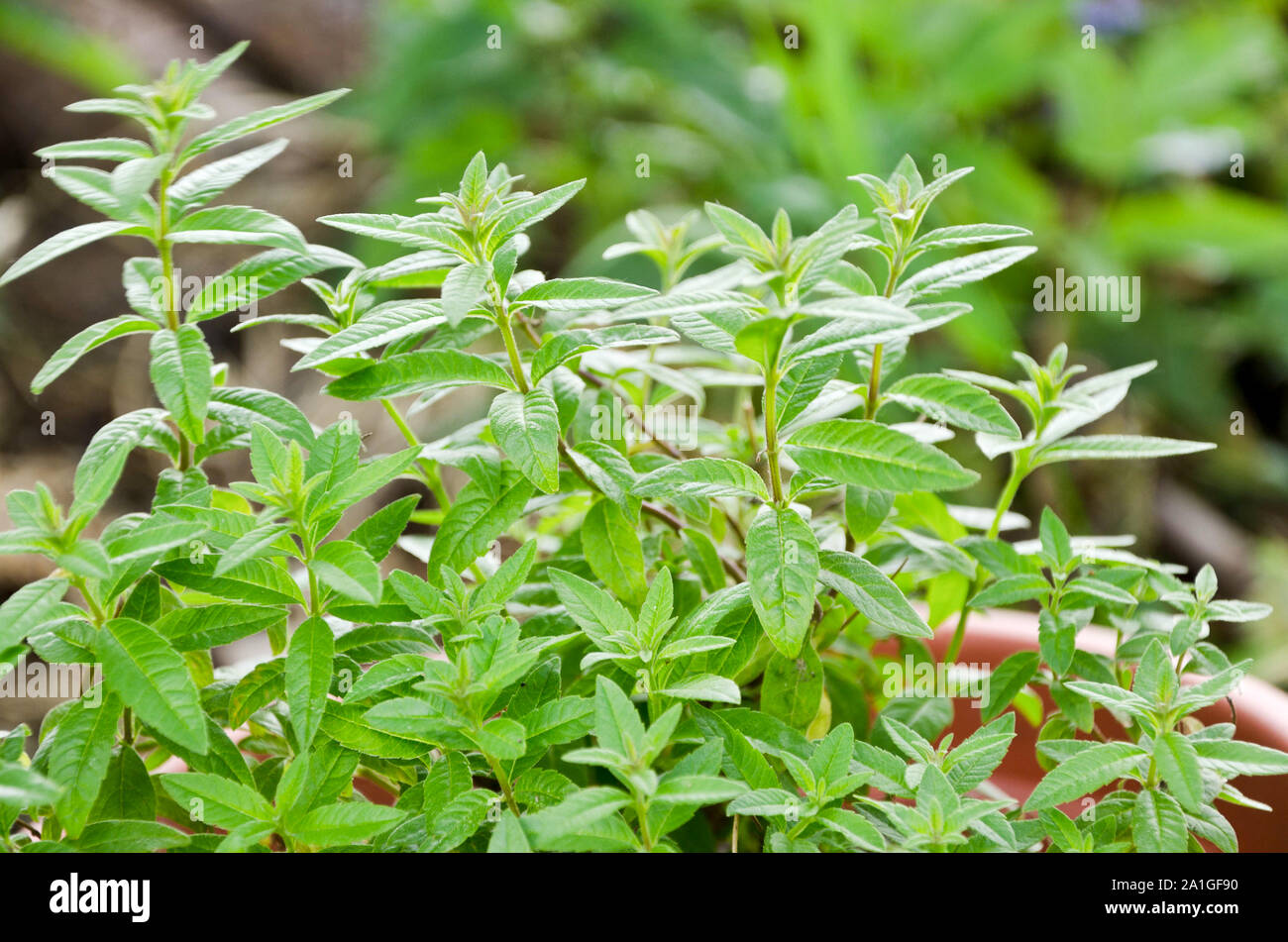 Verveine citronnée Banque D'Images