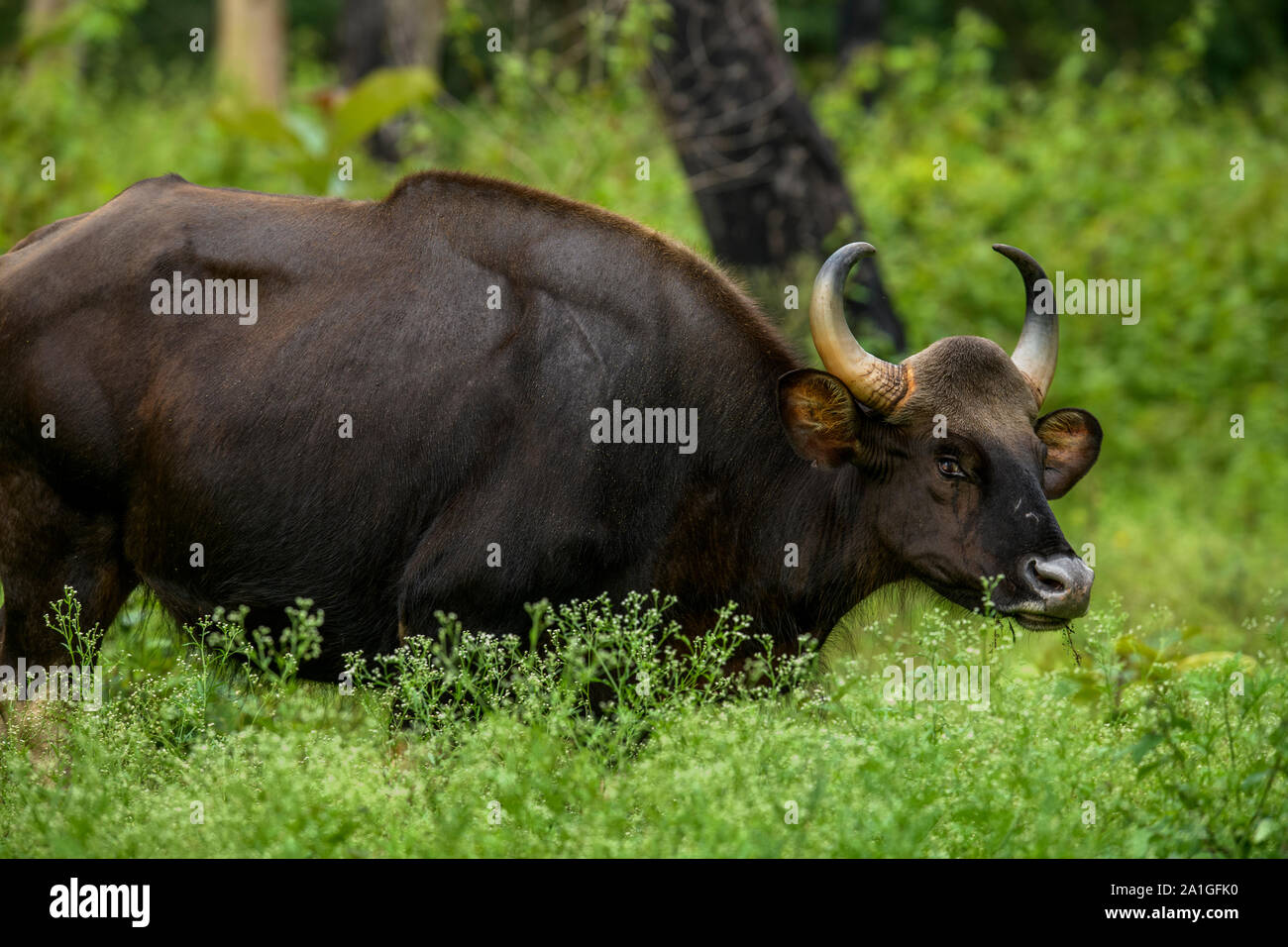 Le gaur, également appelé le bison indien, est le plus grand troupeau de bovins, les gaurs indiens dans une réserve animalière. La famille indienne gaur, veau de lait d'alimentation Banque D'Images