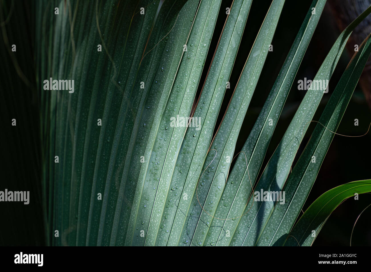 Les feuilles de palmier fond vert sombre Banque D'Images