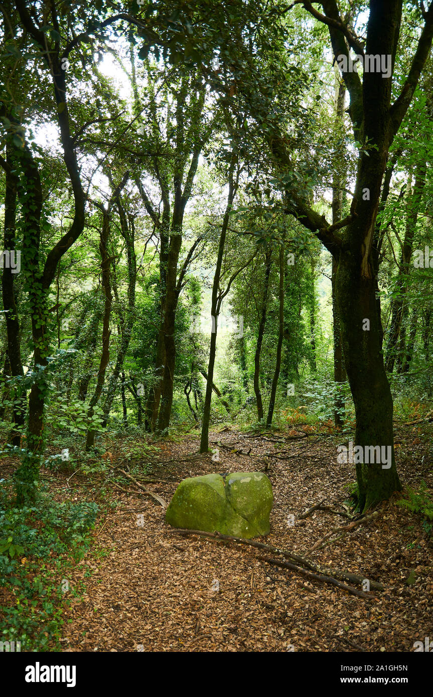 La pierre et les feuilles tombées dans un sentier chemin de la forêt de Santa Margarida volcano (Parc Naturel de la Zone Volcanique de la Garrotxa, Santa Pau, Gérone, Espagne) Banque D'Images