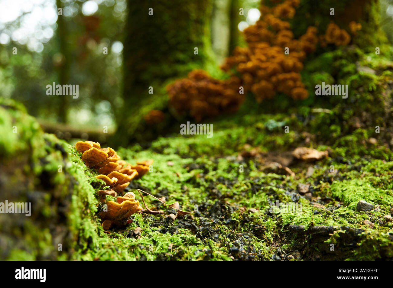 De plus en plus de champignons jaune sur le tronc des arbres moussus à Santa Margarida volcano Forêt (parc naturel de la Zone Volcanique de la Garrotxa, Santa Pau, Gérone, Espagne) Banque D'Images