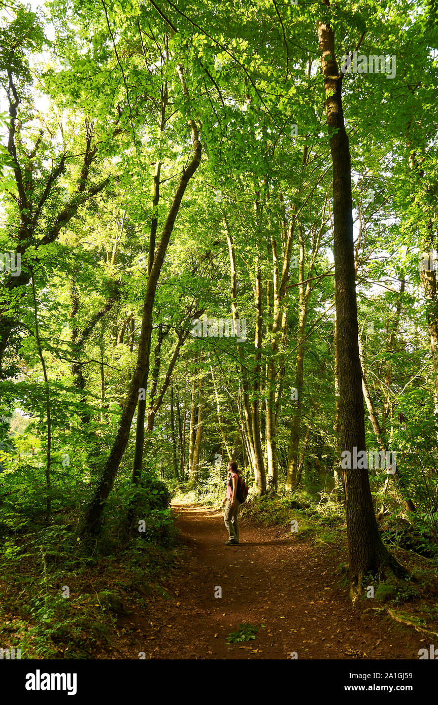 Female hiker marche dans un sentier de la Fageda d'en Jordà forêt de hêtre dans le Parc Naturel de la Zone Volcanique de la Garrotxa (Santa Pau, La Garrocha, Gérone, Espagne) Banque D'Images