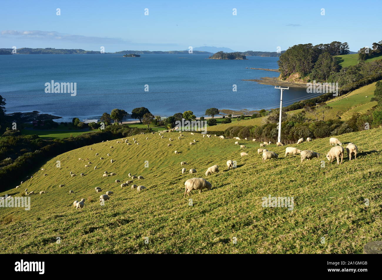 Le pâturage des moutons sur la colline escarpée avec baie Kawau avec ses îles en arrière-plan. Banque D'Images