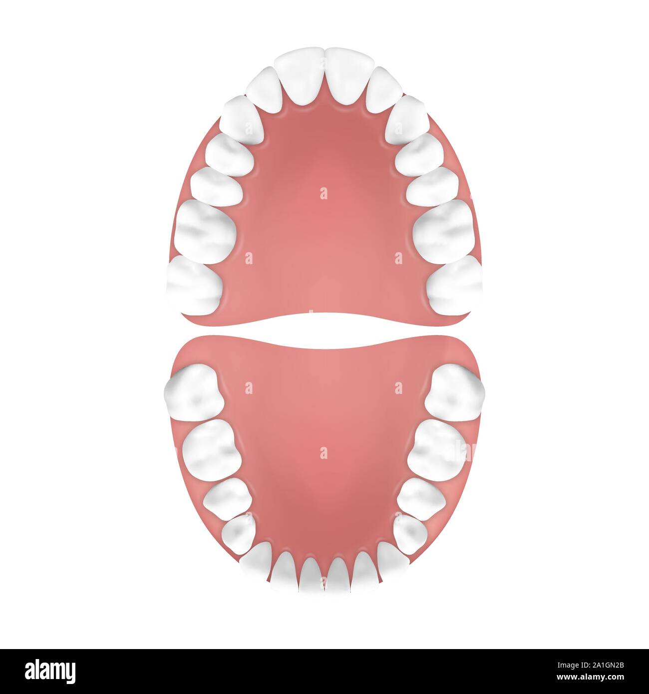 3D réaliste de vecteur, les dents de la mâchoire supérieure et inférieure, adultes Vue d'en haut. Concept d'anatomie. Orthodontiste dents humaines. Medical santé buccale. Modèle de conception Illustration de Vecteur