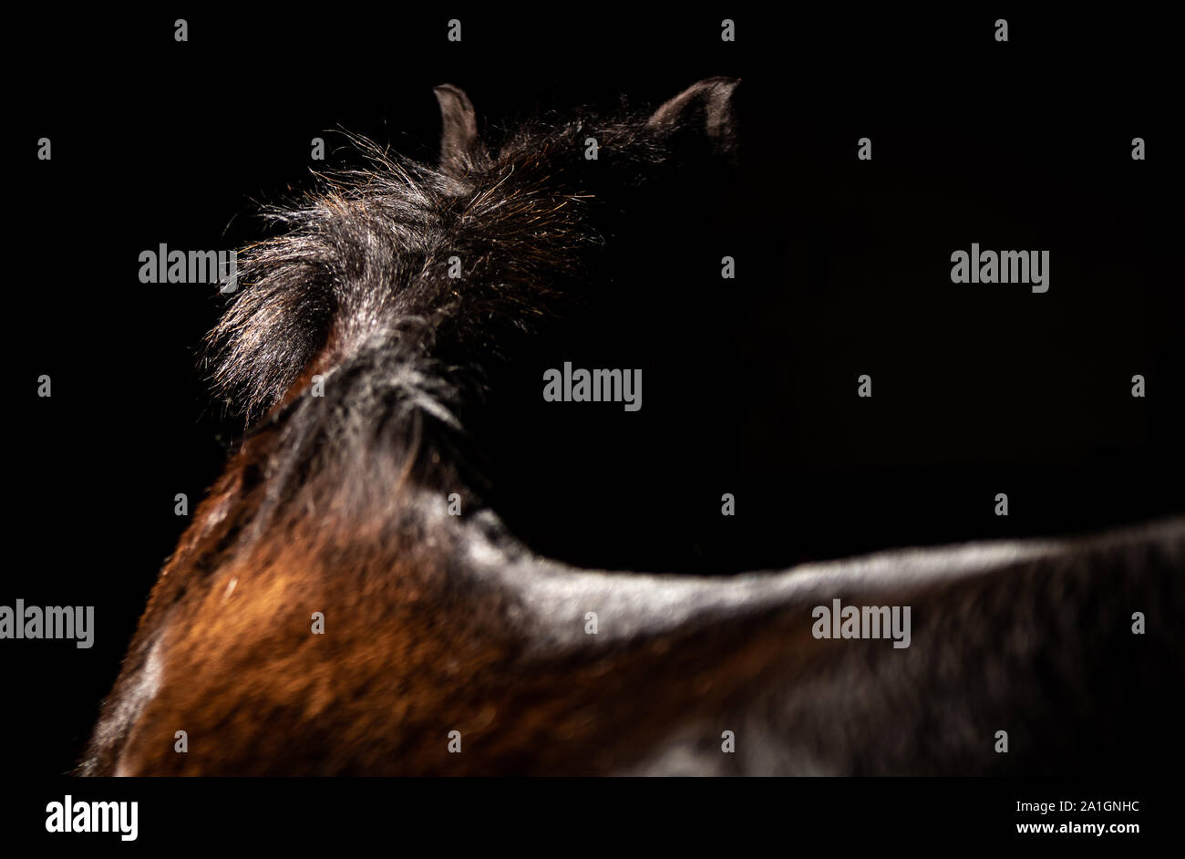 Un enseignement typique pony shot avec flash et studio lumières pour créer une œuvre d'art haut de gamme adapté à votre maison Banque D'Images