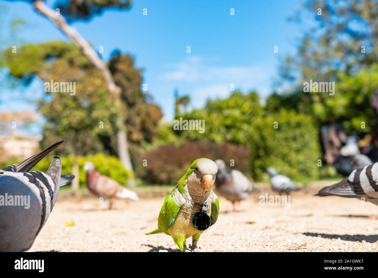 Modèle d'oiseaux canaries Banque D'Images