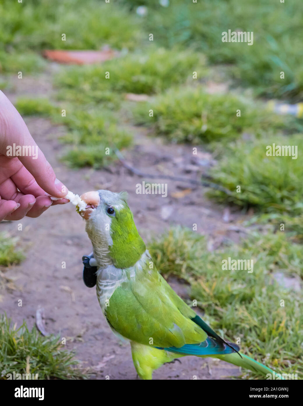 Modèle d'oiseaux canaries Banque D'Images