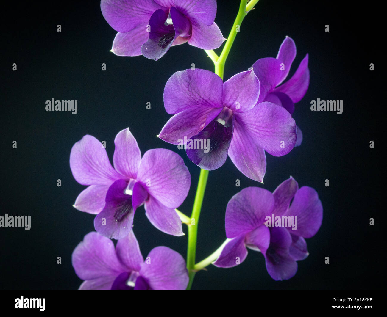Fleurs d’orchidées Banque D'Images