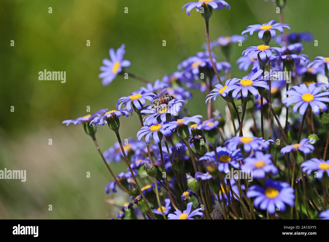 Abeille domestique Apis mellifera sur un bergeriana Felicia amelloides ou parfois appelé daisy kingfisher blue marguerite famille des composées également appelé agatha Banque D'Images