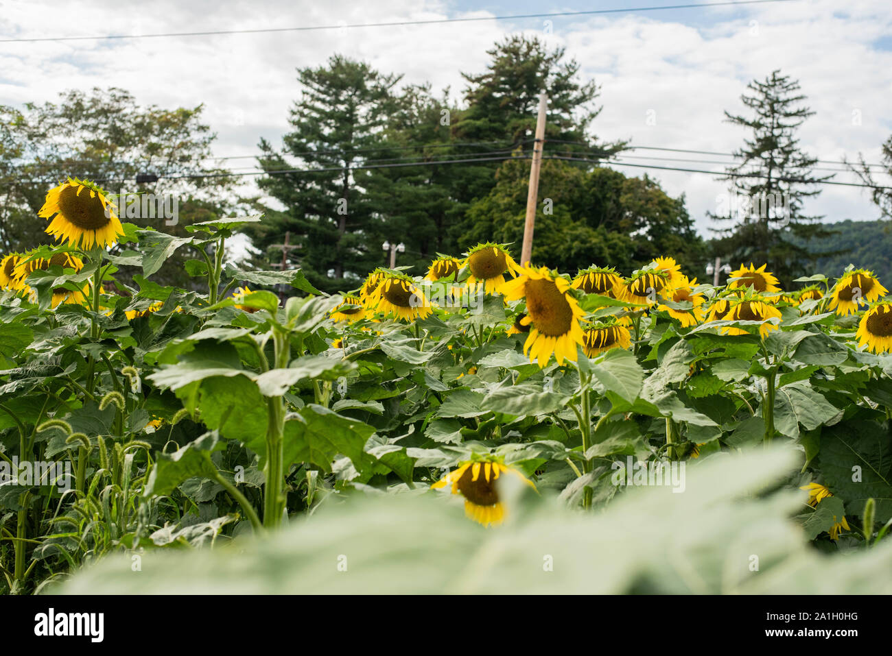 La floraison des tournesols vers le soleil dans un champ dans une région rurale de Pennsylvanie, USA Banque D'Images