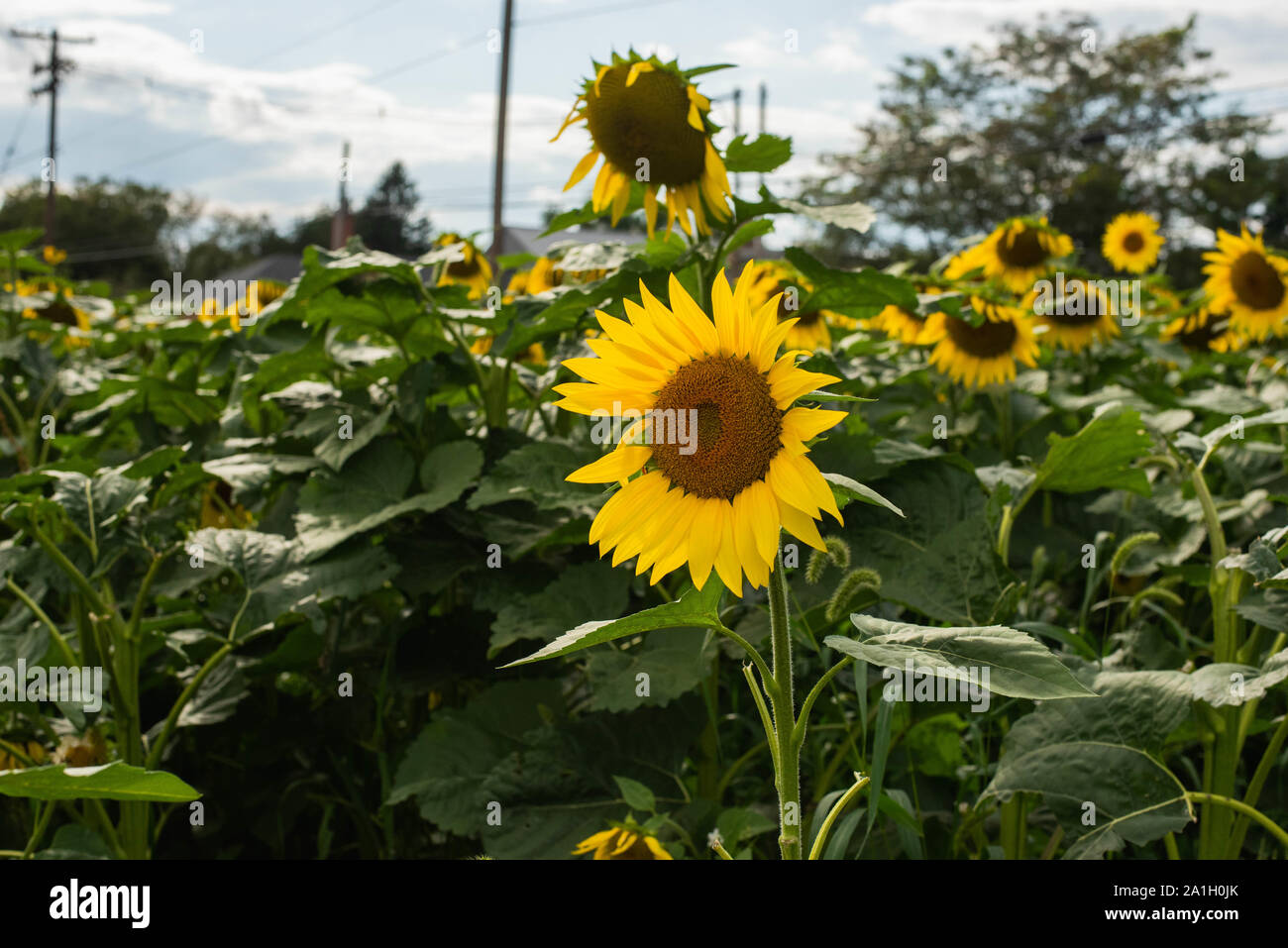 La floraison des tournesols vers le soleil dans un champ dans une région rurale de Pennsylvanie, USA Banque D'Images