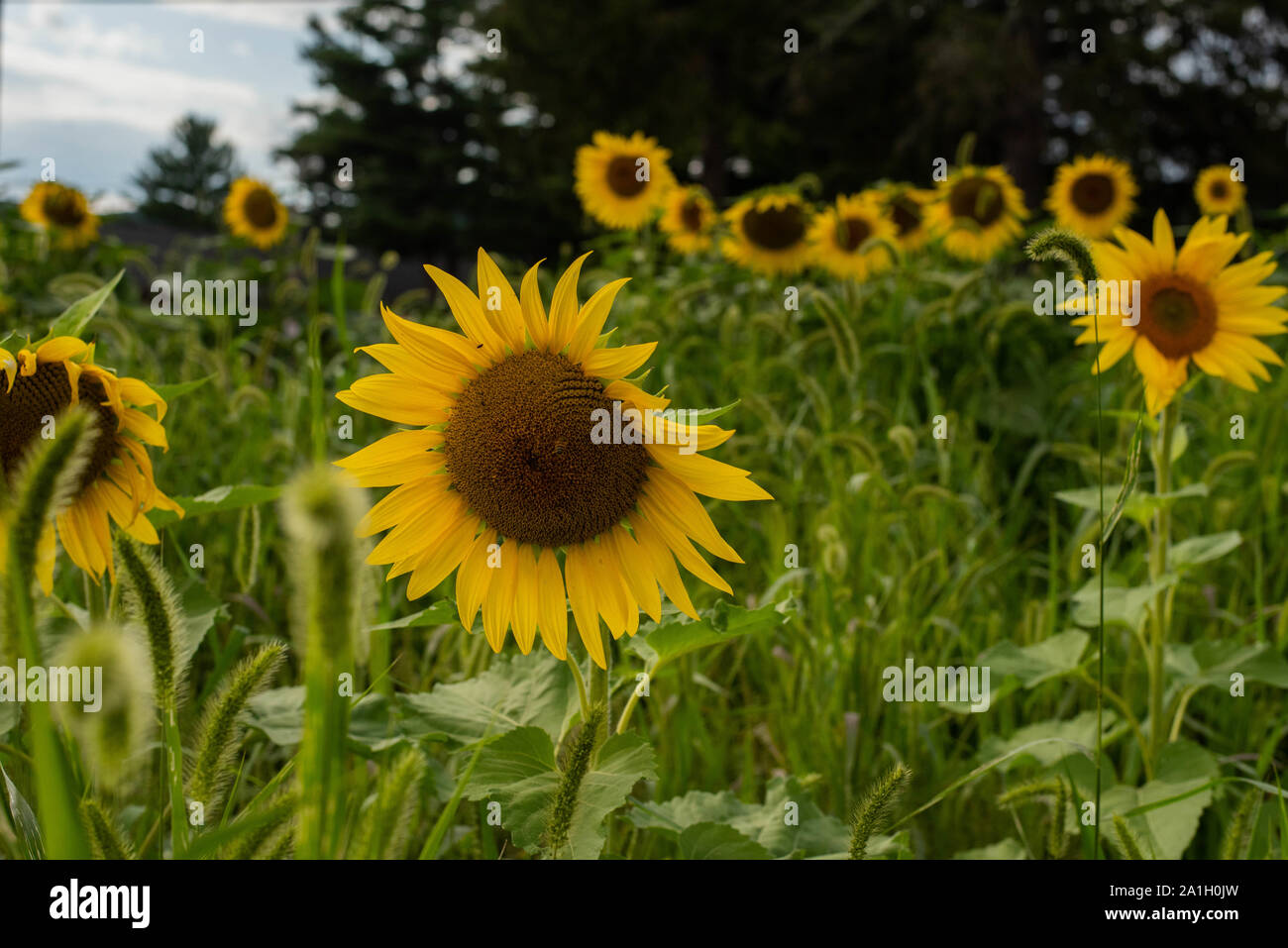 La floraison des tournesols vers le soleil dans un champ dans une région rurale de Pennsylvanie, USA Banque D'Images