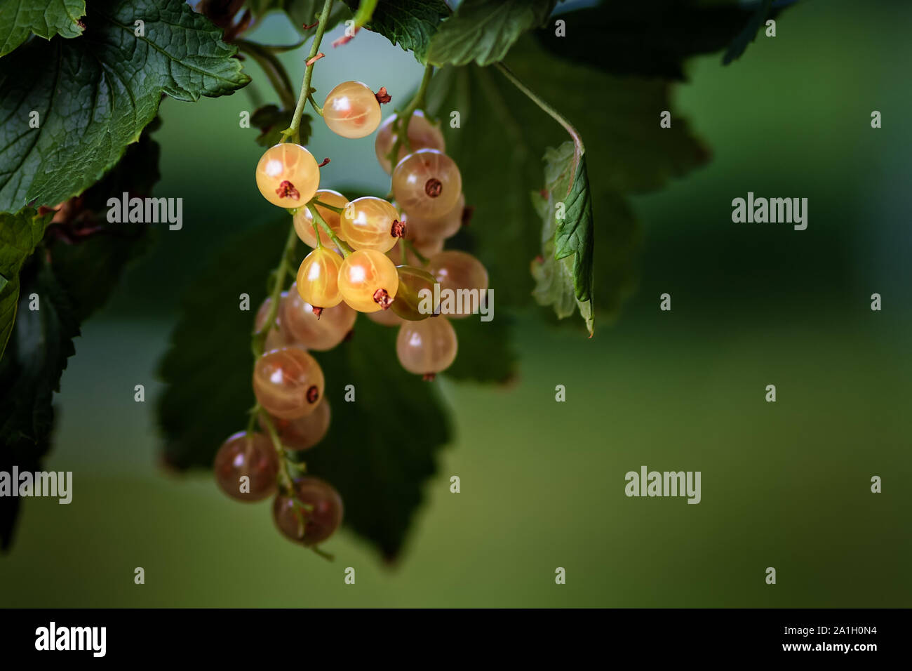 Les baies de cassis blanc brillent dans le soleil dans un jardin dans le Nord de la Finlande. Les raisins sont très typiques en finnois des jardins. Banque D'Images