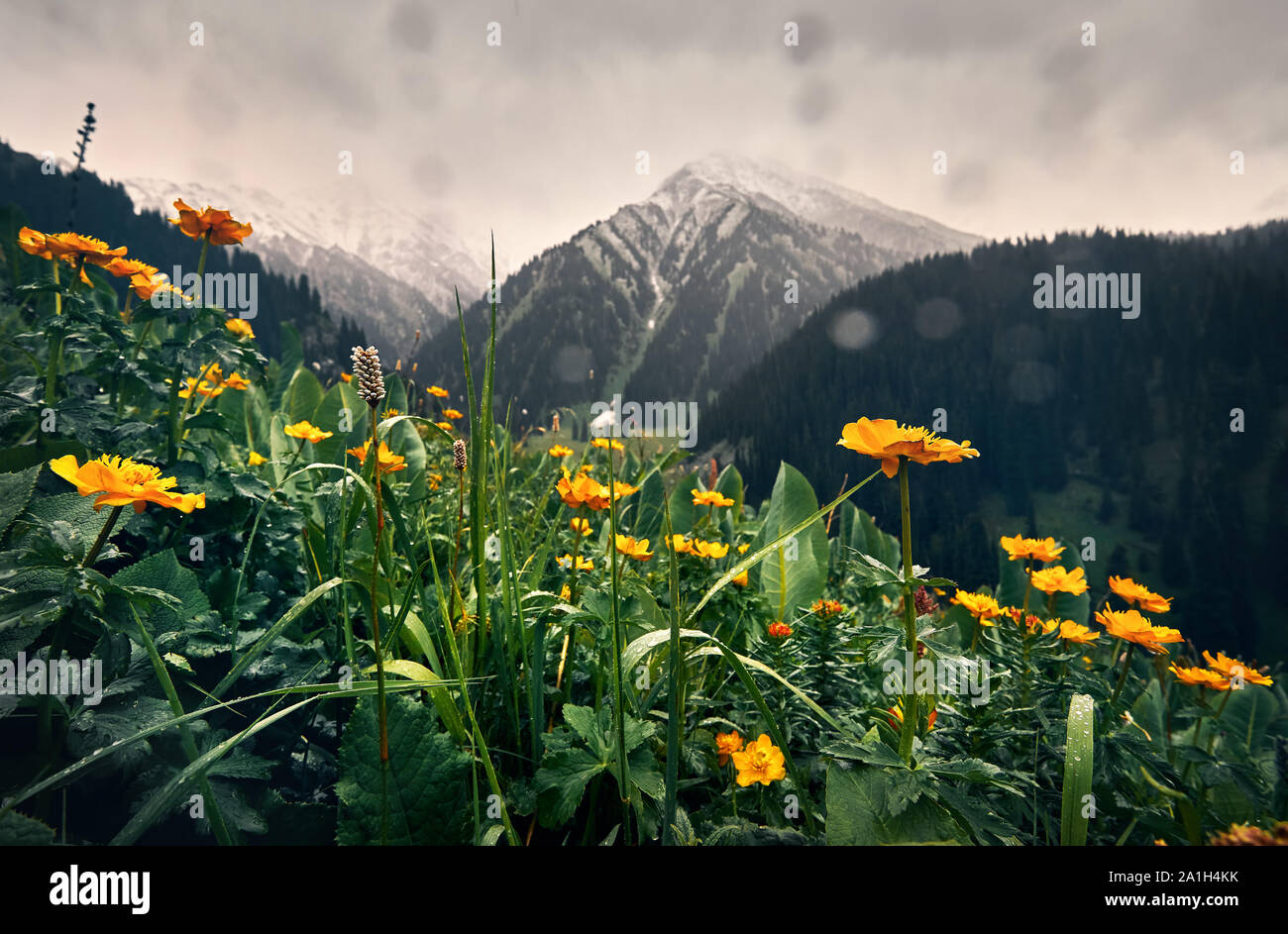 Prairie avec des fleurs jaunes et vertes collines du mountain valley contre ciel nuageux au Kazakhstan Banque D'Images