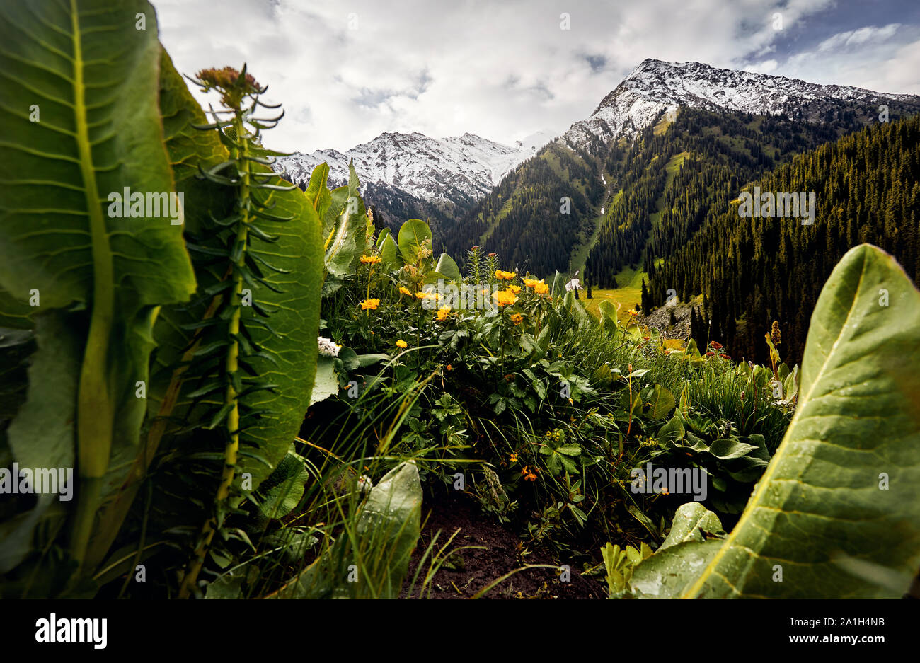 Prairie avec des fleurs jaunes et vertes collines du mountain valley contre ciel nuageux au Kazakhstan Banque D'Images