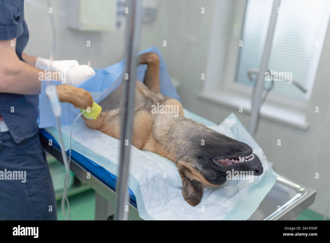 La stérilisation du chien sur table d'opération sous anesthésie générale et médecins vétérinaires. Effectuer la chirurgie vétérinaire stérilisation chien.Close up de vétérinaire Banque D'Images