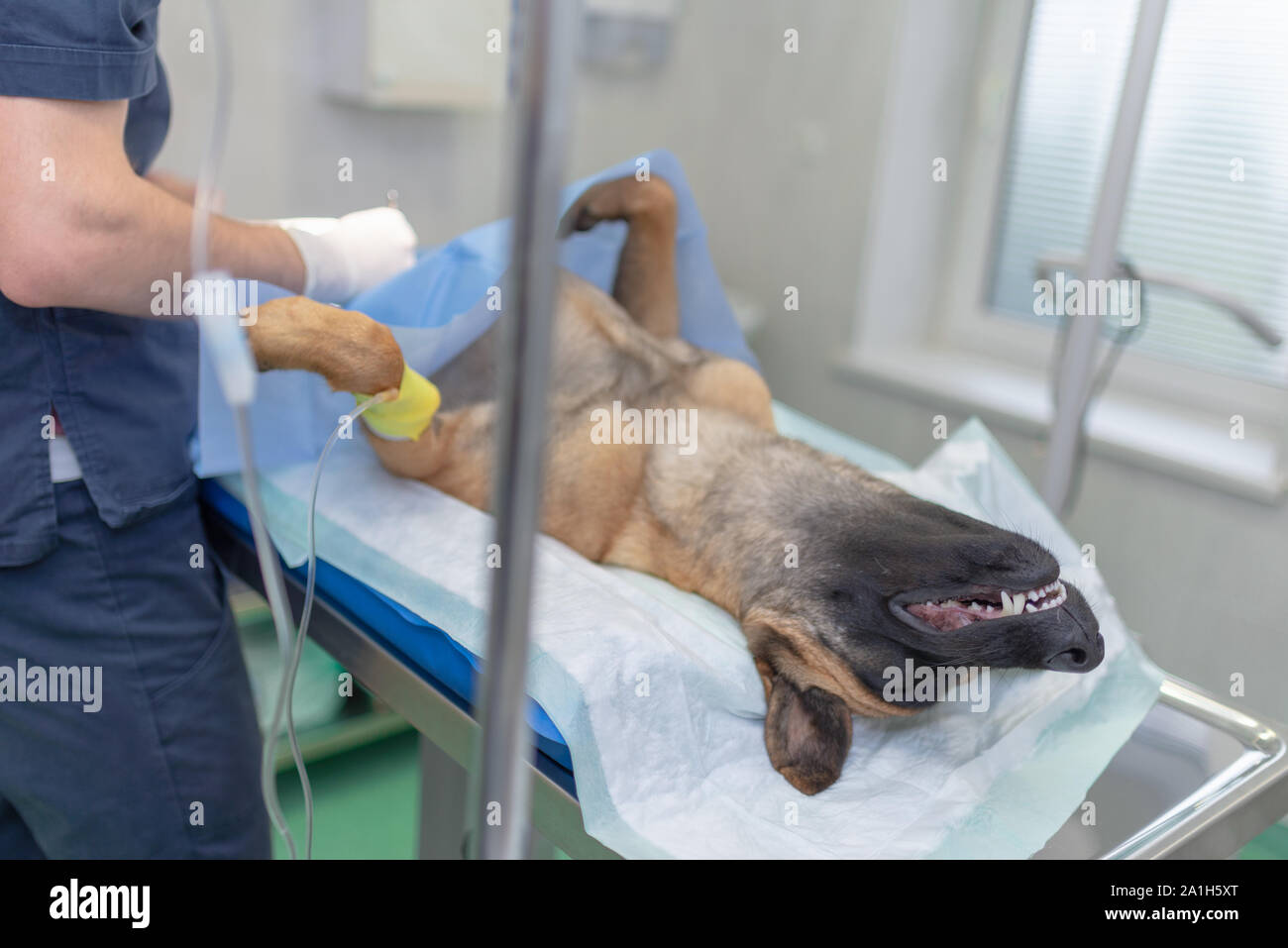 La stérilisation du chien sur table d'opération sous anesthésie générale et médecins vétérinaires. Effectuer la chirurgie vétérinaire stérilisation chien.Close up de vétérinaire Banque D'Images