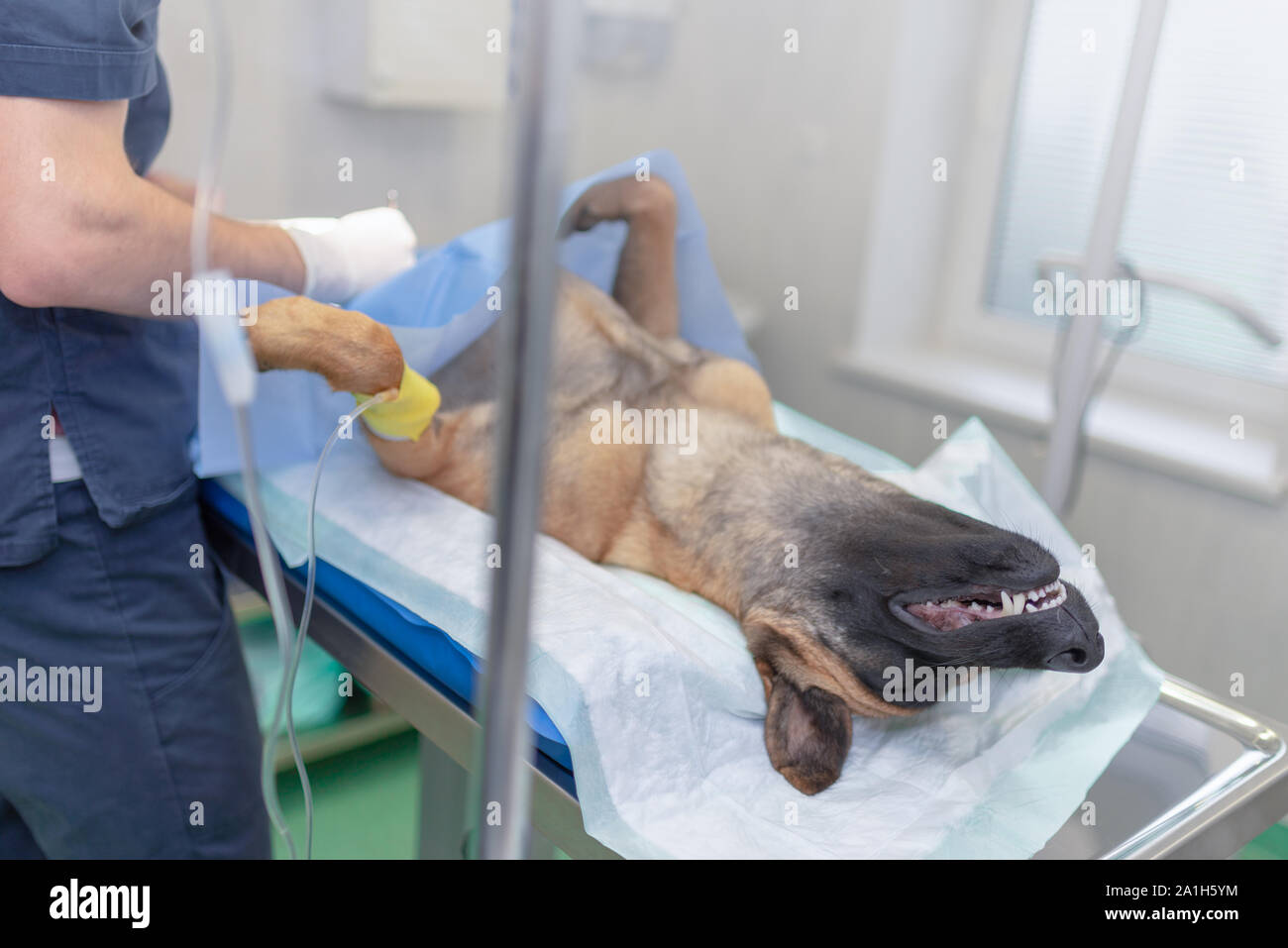 La stérilisation du chien sur table d'opération sous anesthésie générale et médecins vétérinaires. Effectuer la chirurgie vétérinaire stérilisation chien.Close up de vétérinaire Banque D'Images