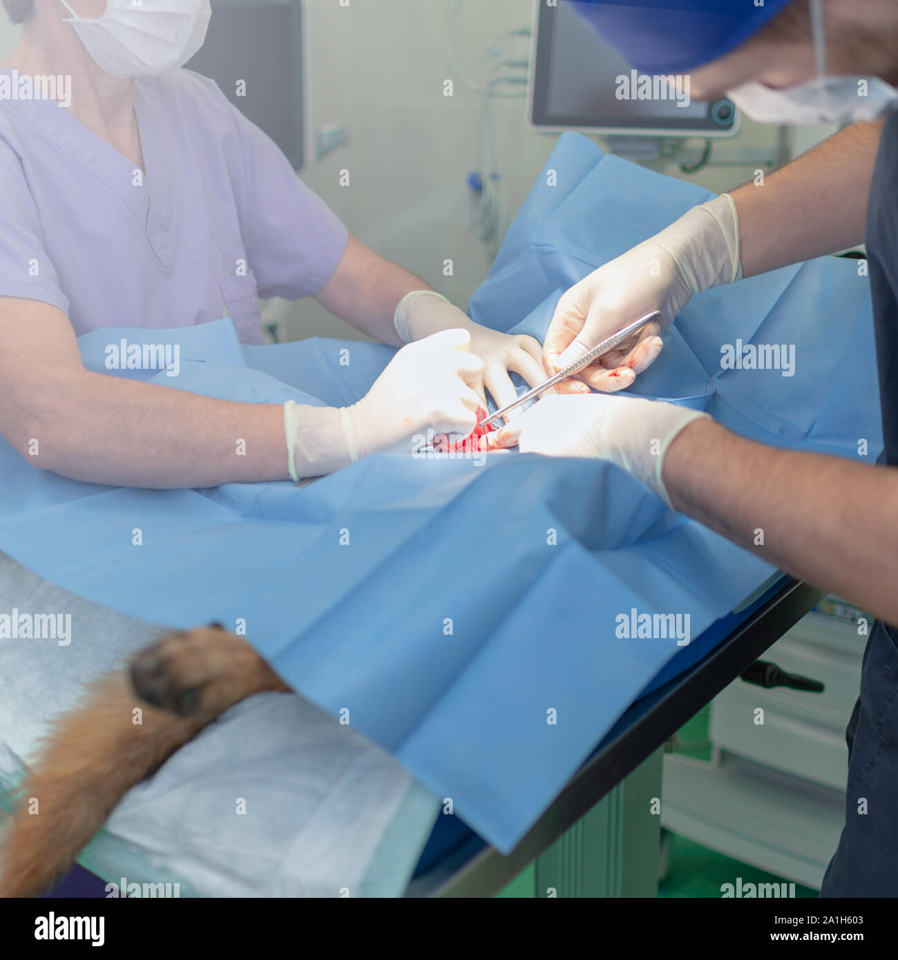 La stérilisation du chien sur table d'opération sous anesthésie générale et médecins vétérinaires. Effectuer la chirurgie vétérinaire stérilisation chien.Close up de vétérinaire Banque D'Images