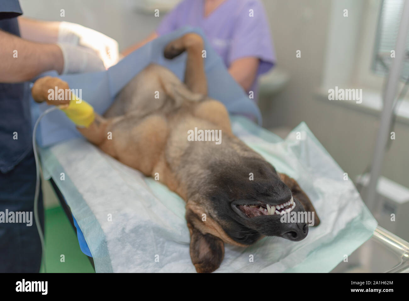 La stérilisation du chien sur table d'opération sous anesthésie générale et médecins vétérinaires. Effectuer la chirurgie vétérinaire stérilisation chien.Close up de vétérinaire Banque D'Images