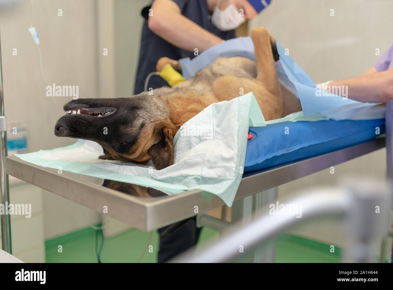 La stérilisation du chien sur table d'opération sous anesthésie générale et médecins vétérinaires. Effectuer la chirurgie vétérinaire stérilisation chien.Close up de vétérinaire Banque D'Images