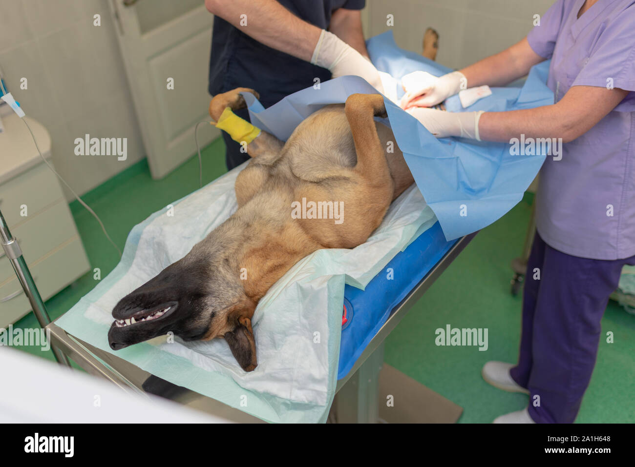 La stérilisation du chien sur table d'opération sous anesthésie générale et médecins vétérinaires. Effectuer la chirurgie vétérinaire stérilisation chien.Close up de vétérinaire Banque D'Images