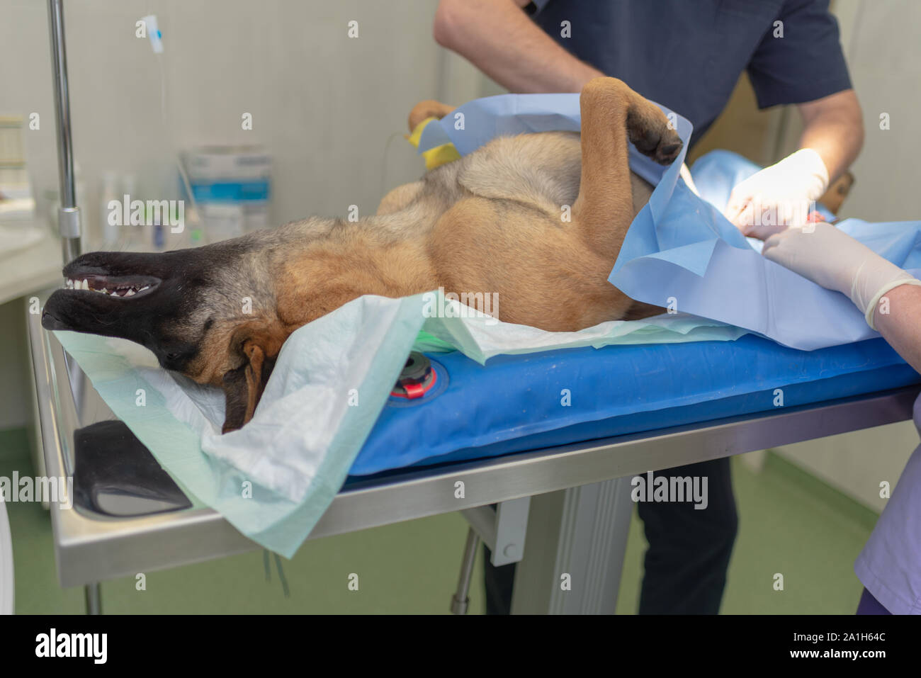 La stérilisation du chien sur table d'opération sous anesthésie générale et médecins vétérinaires. Effectuer la chirurgie vétérinaire stérilisation chien.Close up de vétérinaire Banque D'Images