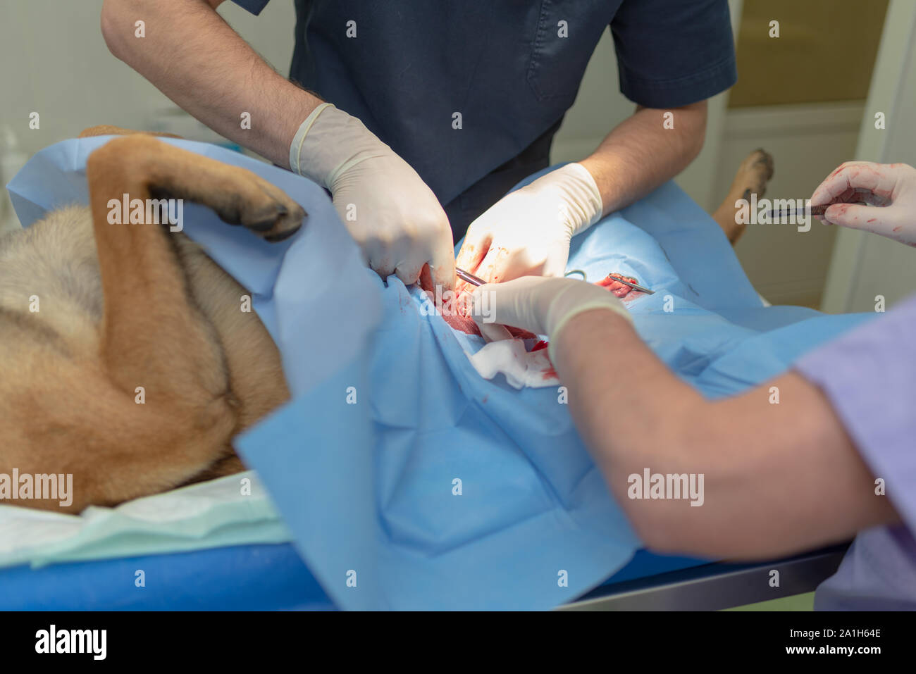La stérilisation du chien sur table d'opération sous anesthésie générale et médecins vétérinaires. Effectuer la chirurgie vétérinaire stérilisation chien.Close up de vétérinaire Banque D'Images