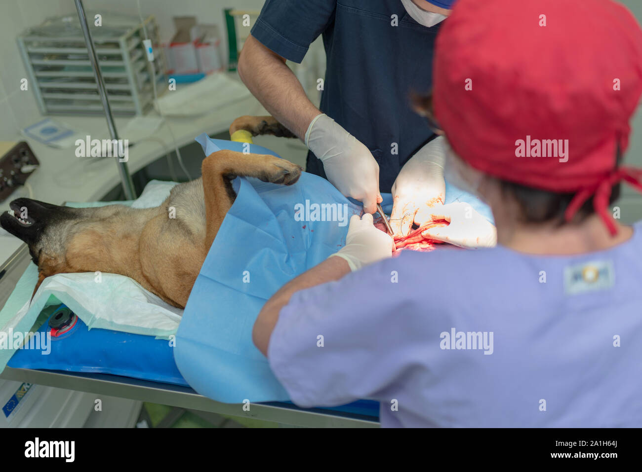 La stérilisation du chien sur table d'opération sous anesthésie générale et médecins vétérinaires. Effectuer la chirurgie vétérinaire stérilisation chien.Close up de vétérinaire Banque D'Images