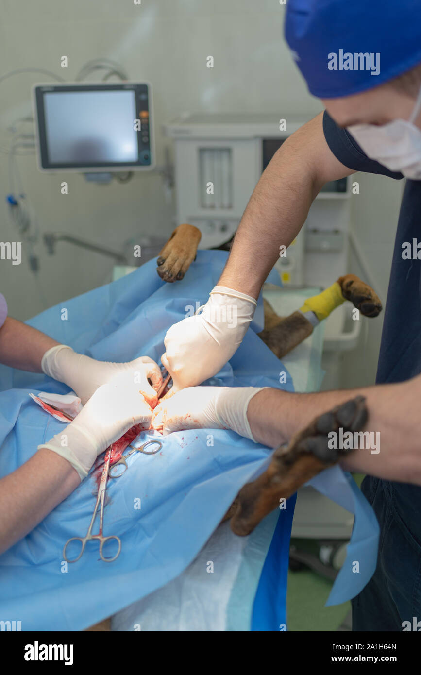 La stérilisation du chien sur table d'opération sous anesthésie générale et médecins vétérinaires. Effectuer la chirurgie vétérinaire stérilisation chien.Close up de vétérinaire Banque D'Images