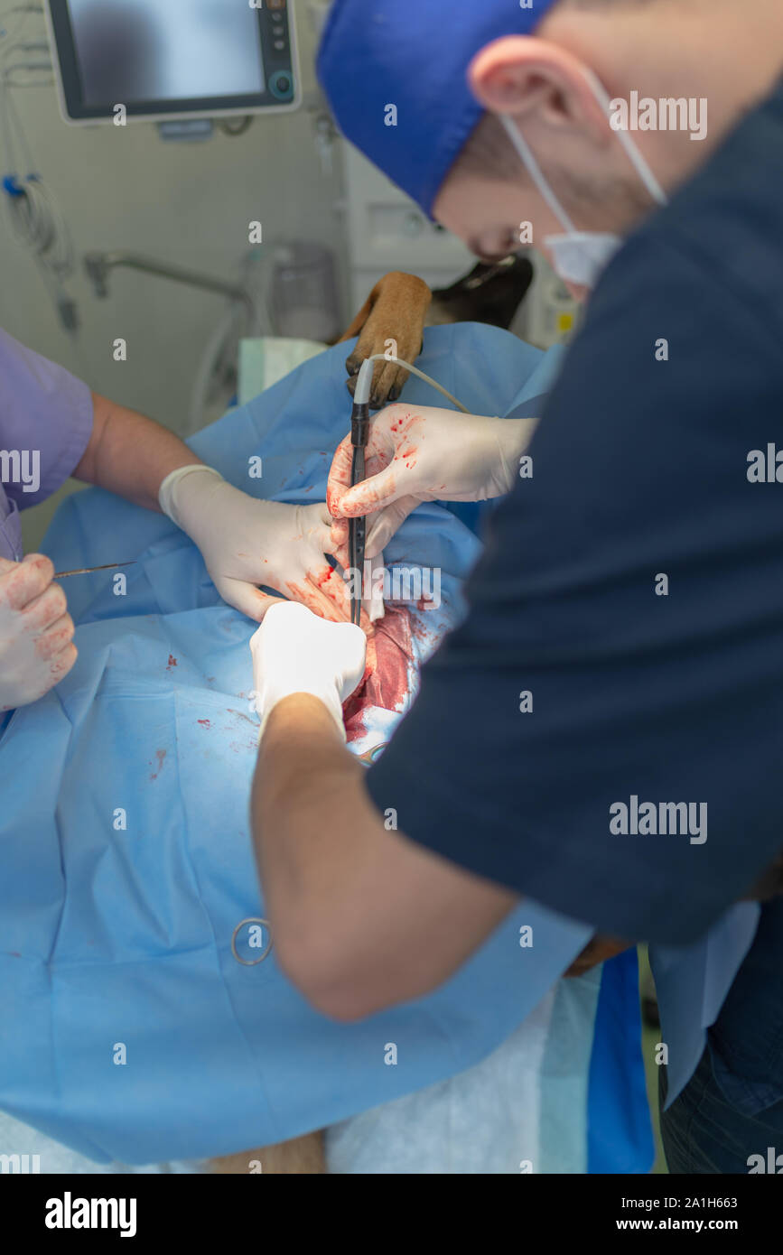 La stérilisation du chien sur table d'opération sous anesthésie générale et médecins vétérinaires. Effectuer la chirurgie vétérinaire stérilisation chien.Close up de vétérinaire Banque D'Images