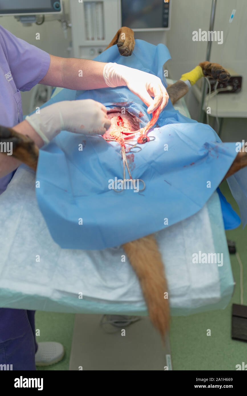 La stérilisation du chien sur table d'opération sous anesthésie générale et médecins vétérinaires. Effectuer la chirurgie vétérinaire stérilisation chien.Close up de vétérinaire Banque D'Images