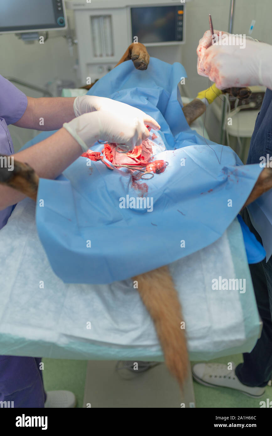 La stérilisation du chien sur table d'opération sous anesthésie générale et médecins vétérinaires. Effectuer la chirurgie vétérinaire stérilisation chien.Close up de vétérinaire Banque D'Images