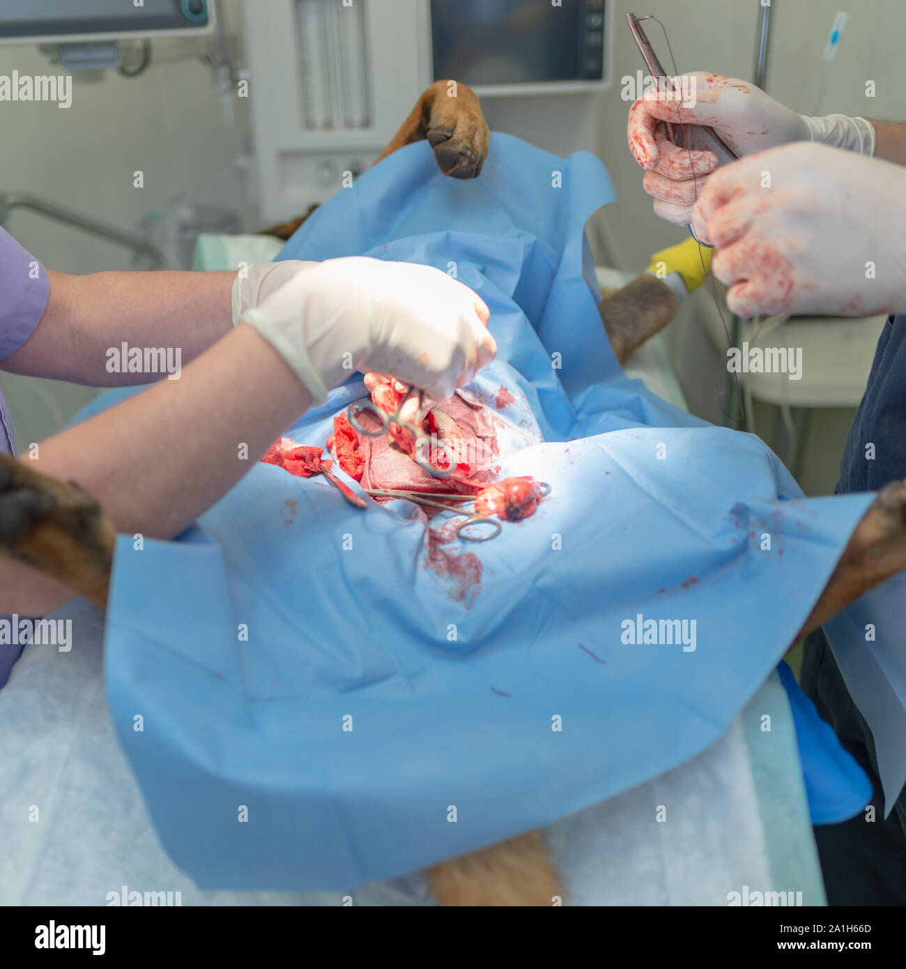 La stérilisation du chien sur table d'opération sous anesthésie générale et médecins vétérinaires. Effectuer la chirurgie vétérinaire stérilisation chien.Close up de vétérinaire Banque D'Images