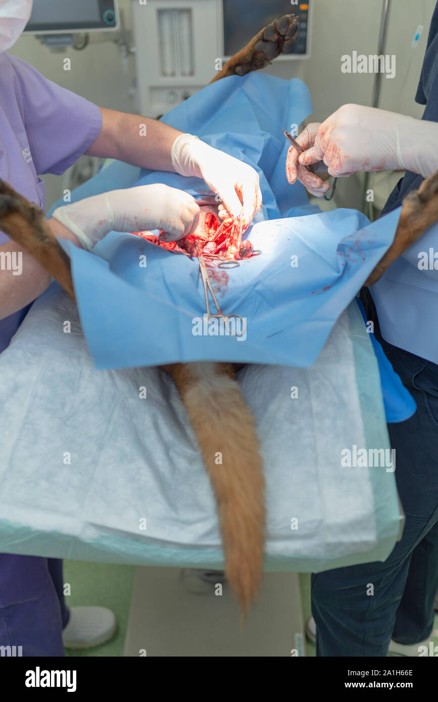 La stérilisation du chien sur table d'opération sous anesthésie générale et médecins vétérinaires. Effectuer la chirurgie vétérinaire stérilisation chien.Close up de vétérinaire Banque D'Images