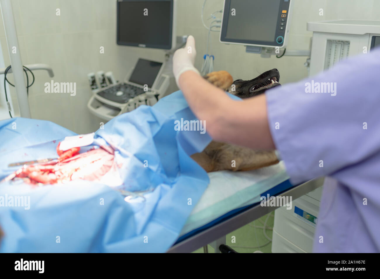 La stérilisation du chien sur table d'opération sous anesthésie générale et médecins vétérinaires. Effectuer la chirurgie vétérinaire stérilisation chien.Close up de vétérinaire Banque D'Images