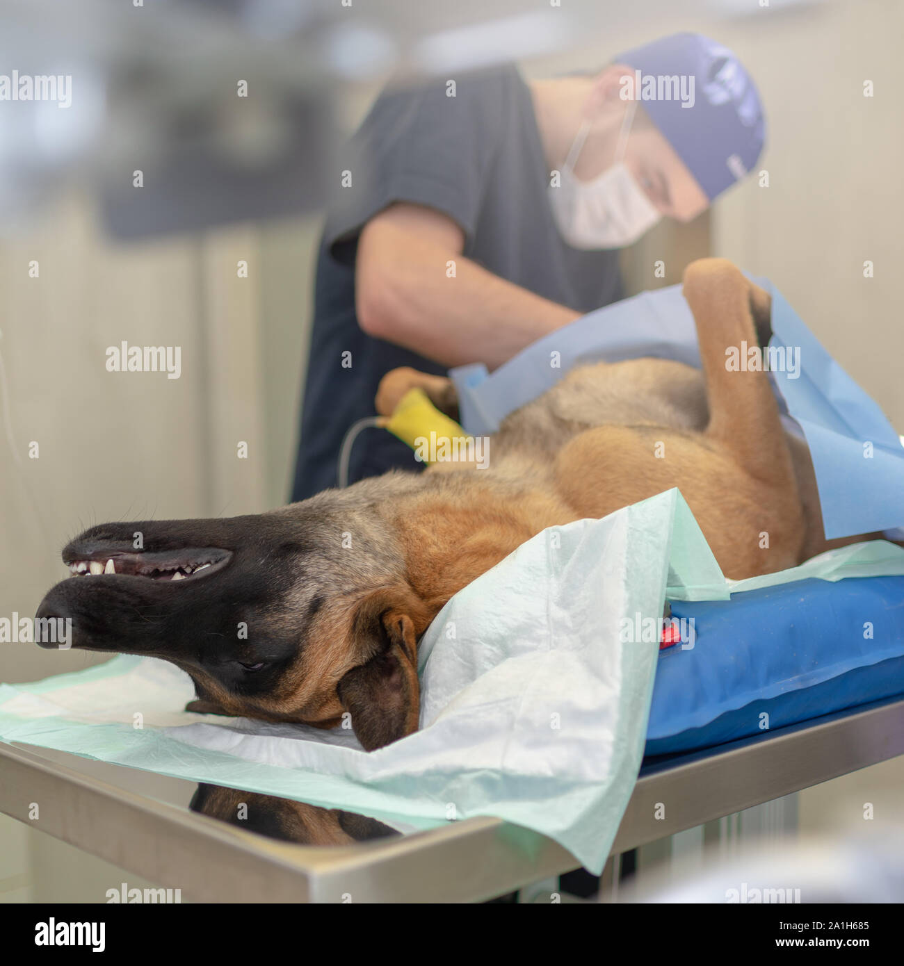La stérilisation du chien sur table d'opération sous anesthésie générale et médecins vétérinaires. Effectuer la chirurgie vétérinaire stérilisation chien.Close up de vétérinaire Banque D'Images