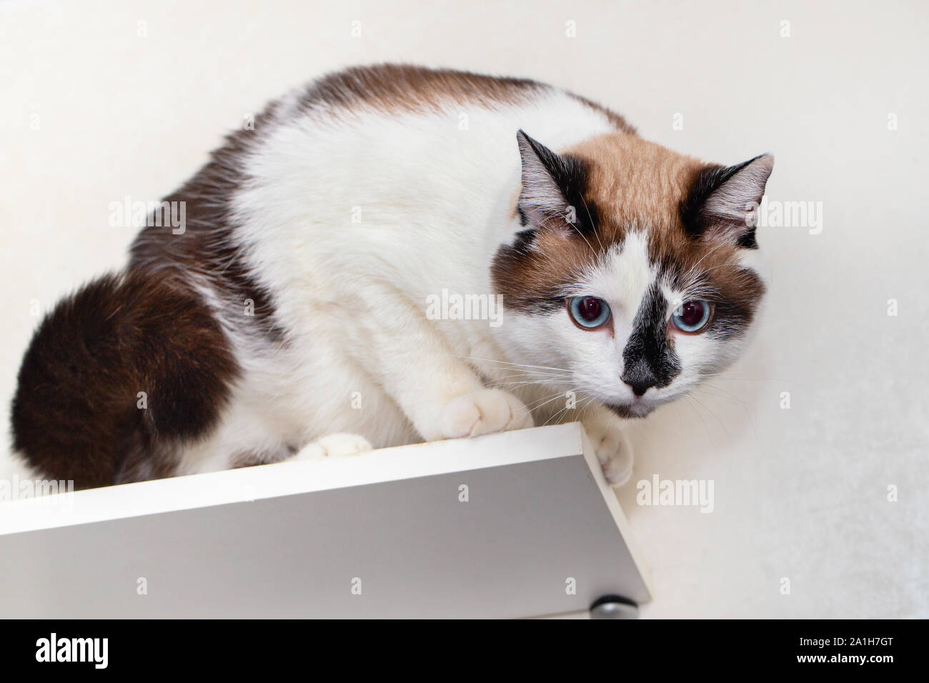 Un Grand Chat De Neige Race Shu A Grimpe Sur Une Etagere Dans Un Appartement Close Up Chat Regardant Vers Le Bas Et Se Preparer A Sauter Photo Stock Alamy