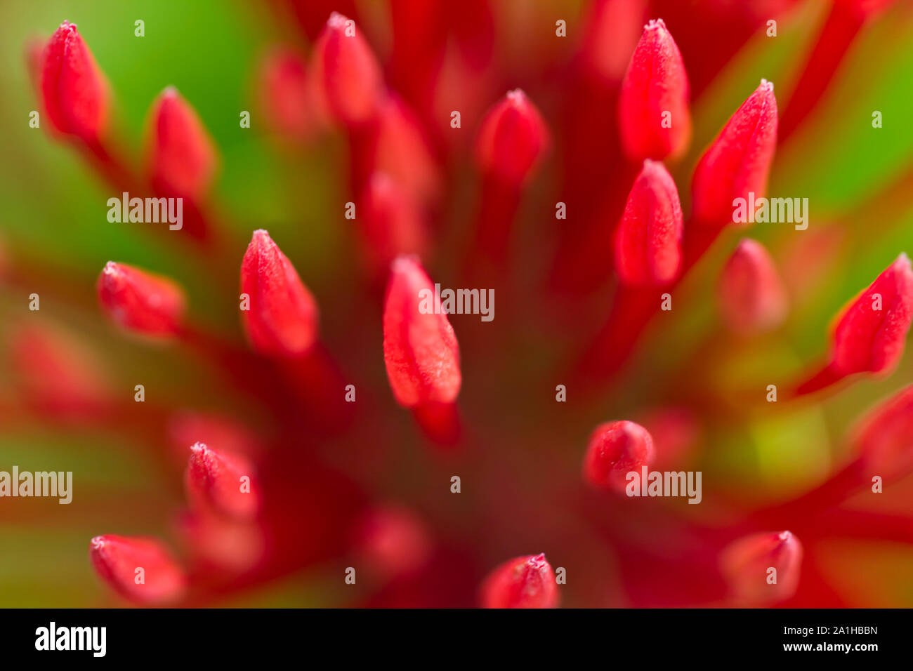 Extreme close up of red ixora fleur dans la lumière du matin avec l'arrière-plan flou vert Banque D'Images Extreme close up of red ixora fleur dans la lumière du matin avec l'arrière-plan flou vert Banque D'Images