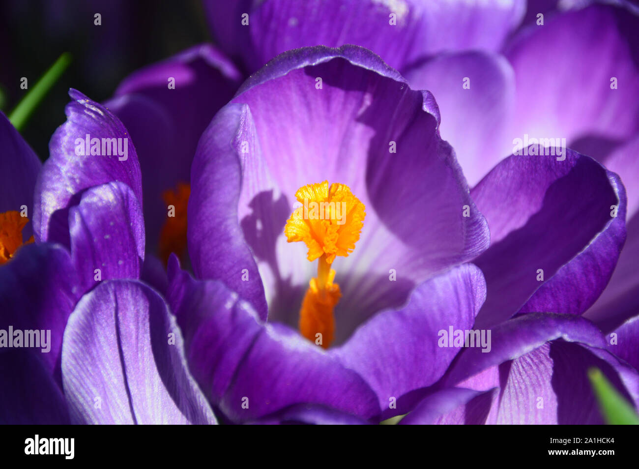 Un tas de Purple Crocus vernus 'Record' fleur fleurs en croissance dans une frontière à RHS Garden Harlow Carr, Harrogate, Yorkshire. Angleterre, Royaume-Uni. Banque D'Images