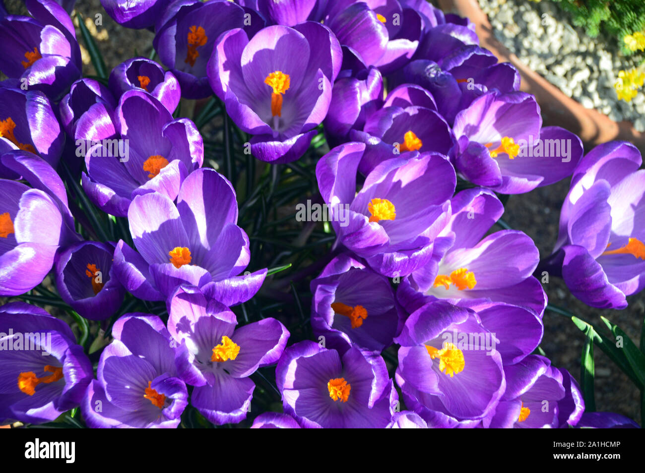 Un tas de Purple Crocus vernus 'Record' fleur fleurs en croissance dans une frontière à RHS Garden Harlow Carr, Harrogate, Yorkshire. Angleterre, Royaume-Uni. Banque D'Images