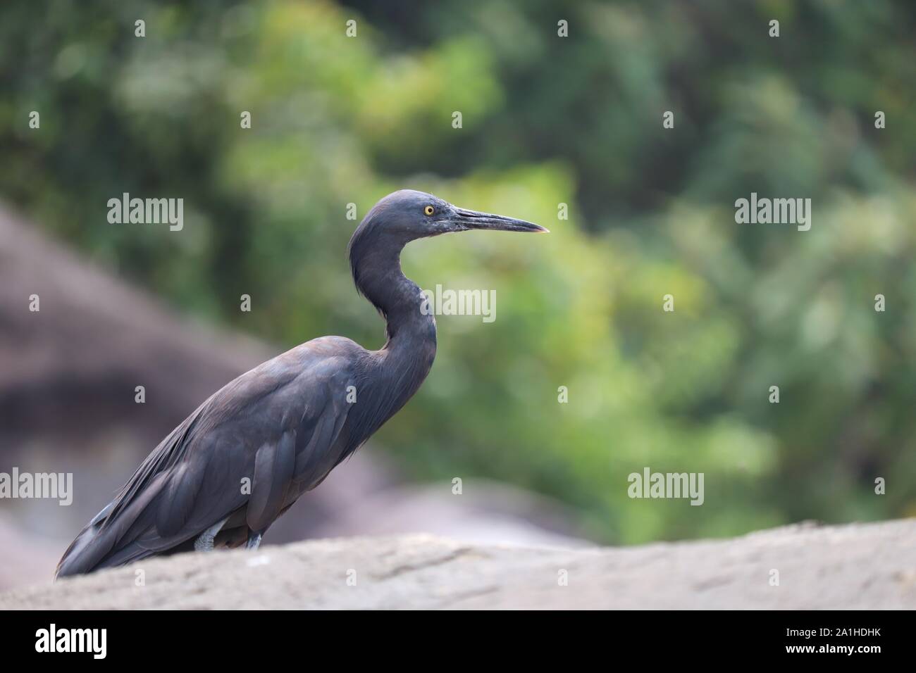 Chasses Heron noir sur la côte de la mer d'Andaman en Thaïlande Banque D'Images