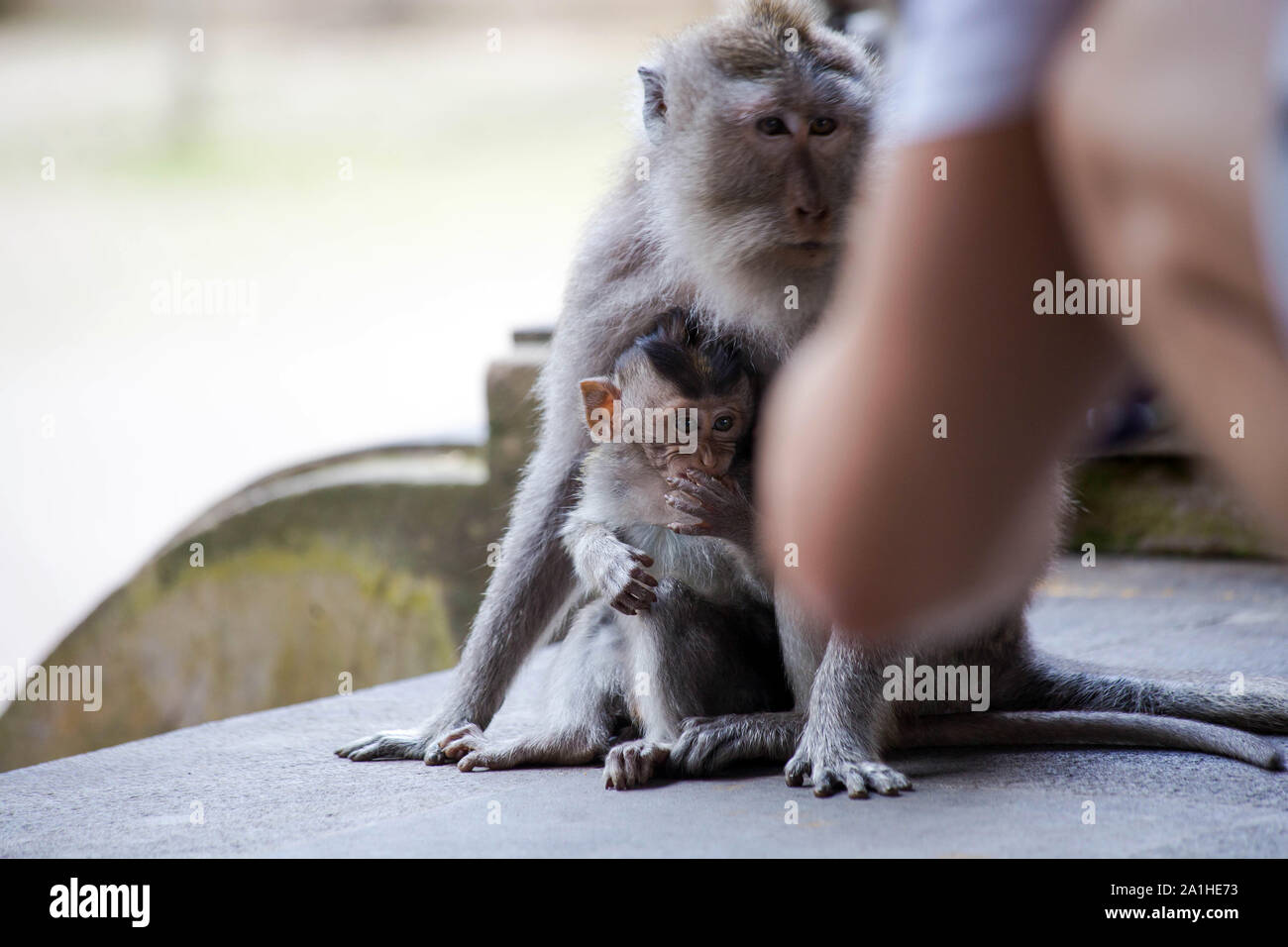 Le Baillement Mignon Bebe Singe Macaque Avec Mere Personne A L Air Pres De Photo Stock Alamy