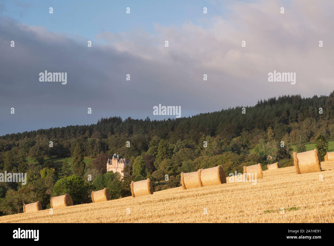 Vue de ballots de paille dans un champ de chaume, avec Craigievar Castle sur une colline boisée à l'arrière-plan Banque D'Images