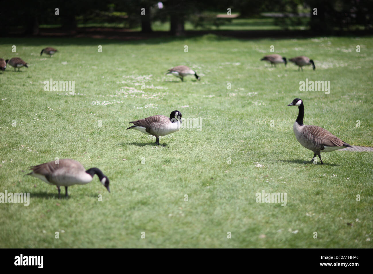 Les bernaches du Canada se nourrissent sur la pelouse verte du parc de la ville Banque D'Images