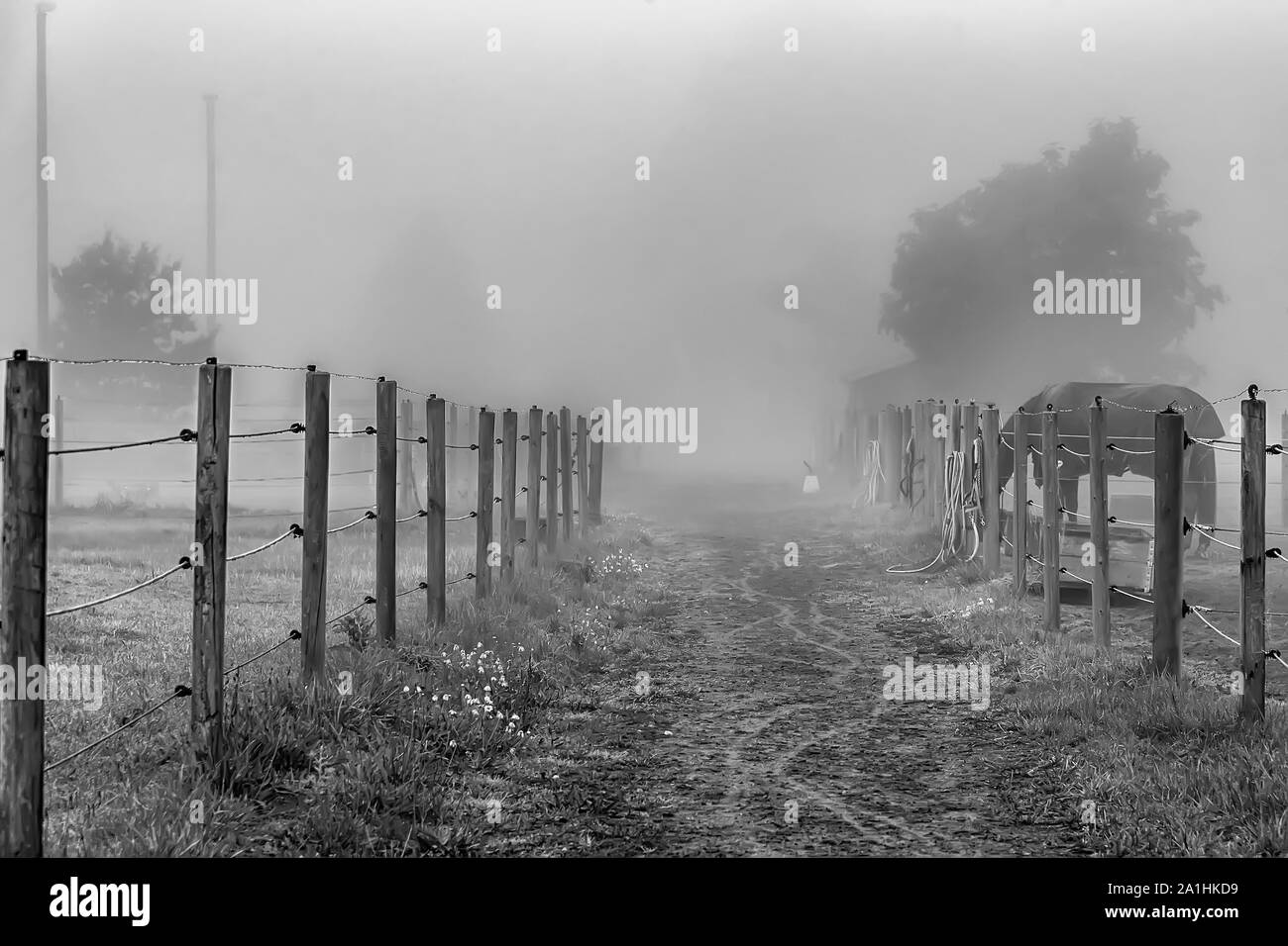 Tôt le matin, le brouillard envahit un pays rural route de terre. Banque D'Images