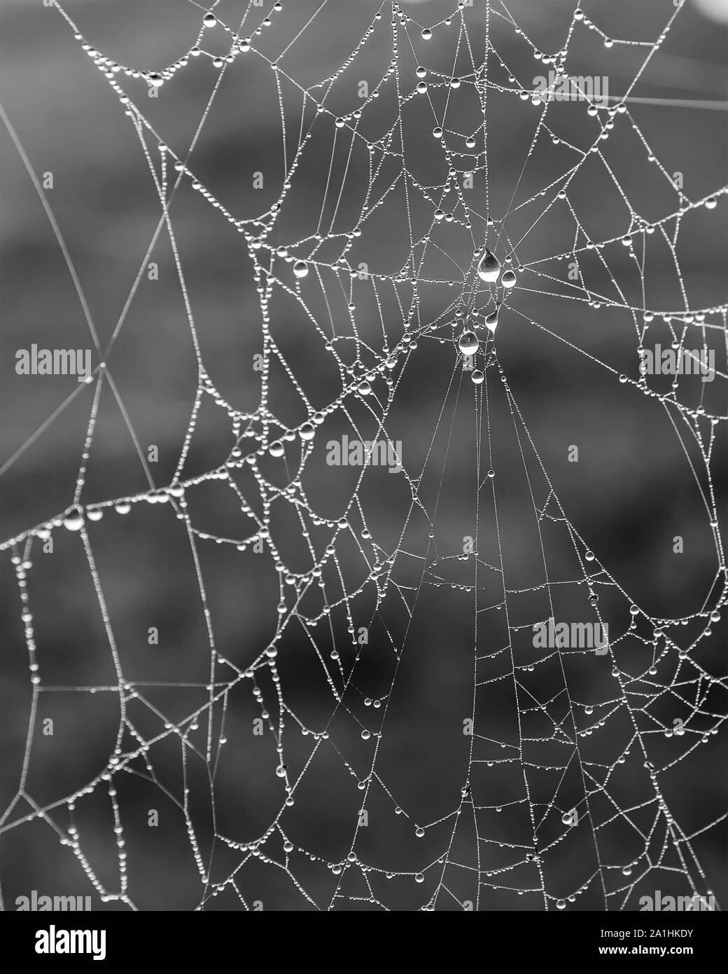 Une vue en gros plan d'un imbibé de rosée sur un web araignées foggy matin d'automne. Banque D'Images
