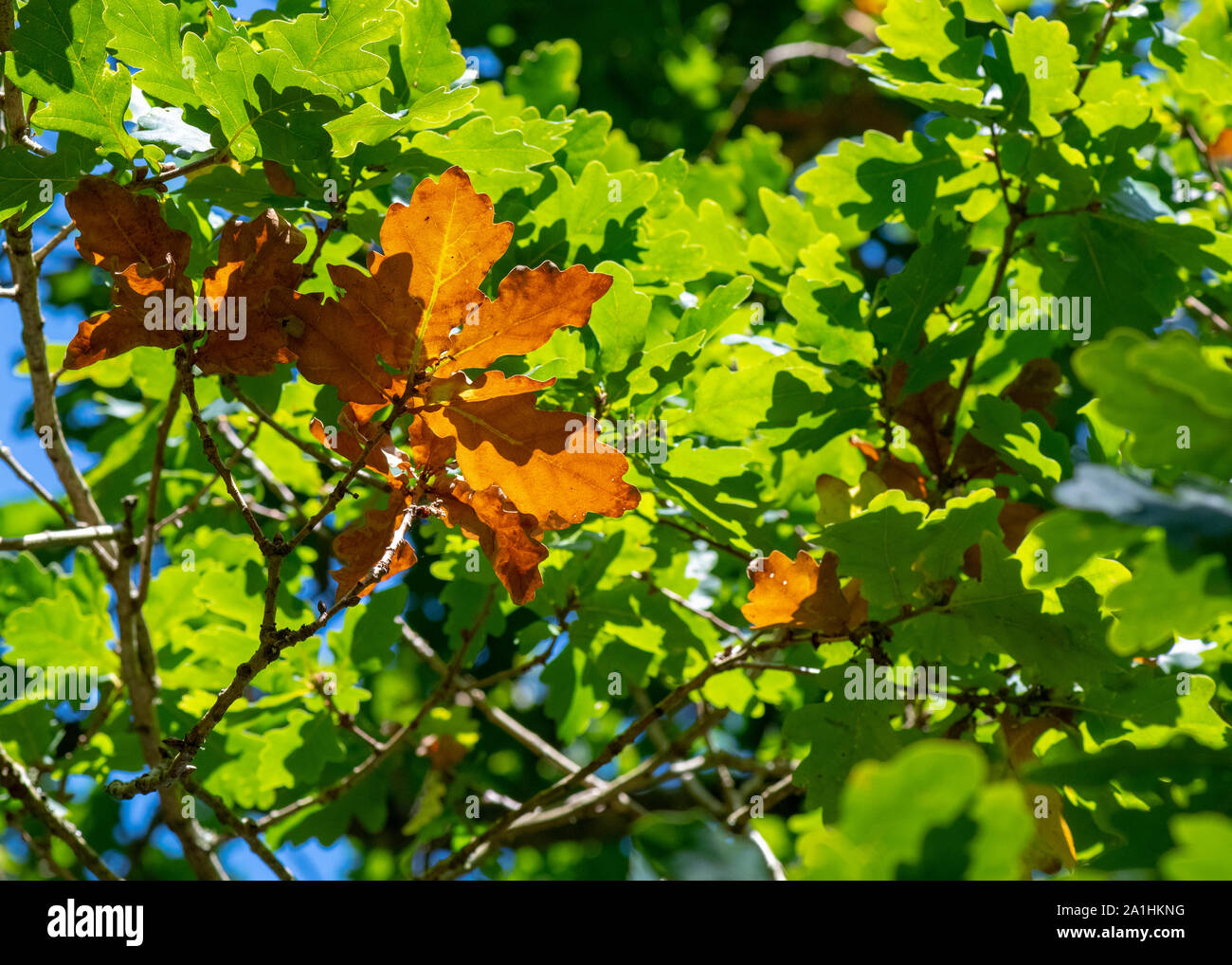 Changer les couleurs d'un acorn tree nature fond montrant la couleur des arbres en automne à l'automne Banque D'Images