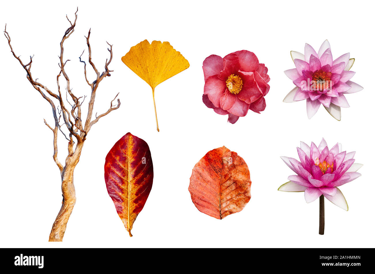 Les feuilles d'automne et de lotus, fleur de camélia japonais et belle mort, l'arbre isolé sur fond blanc avec clipping path- saison colorés co modifier Banque D'Images