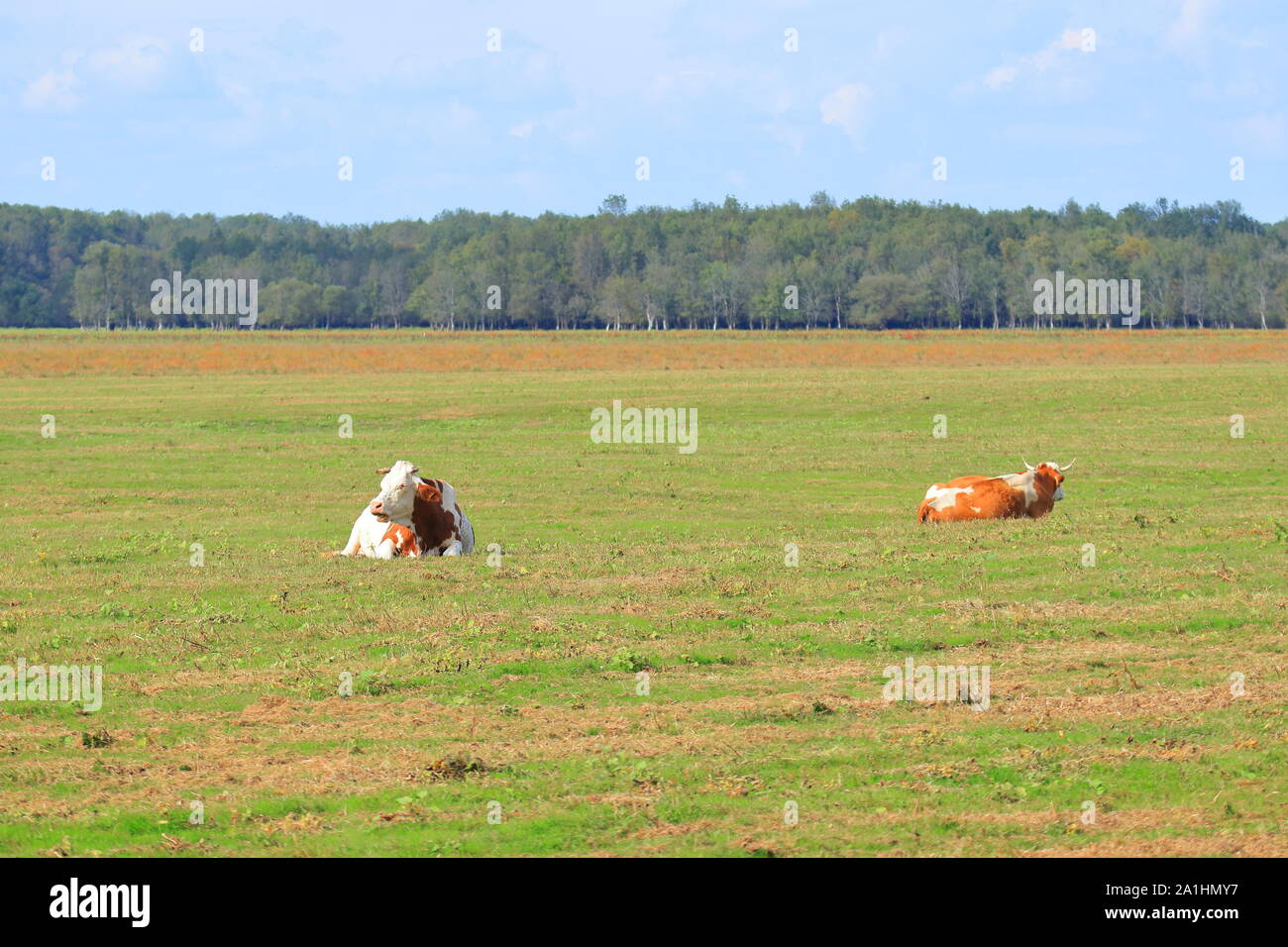 Les vaches mâchent sur les terres agricoles meadow Banque D'Images